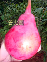 早熟红梨 图片 2