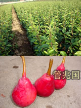 早熟红梨 图片 3