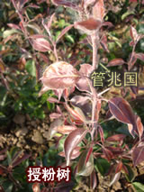 早熟红梨 图片 4