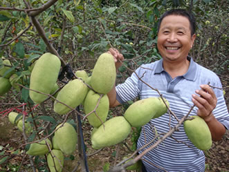 沂州木瓜