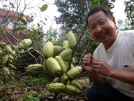光皮木瓜