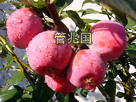 皱皮木瓜