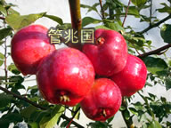 皱皮木瓜