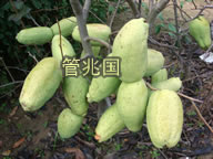光皮木瓜 图片 2