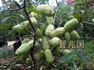 绿玉木瓜