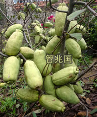 绿玉木瓜 图片 2