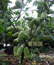 绿玉木瓜 图片 3