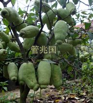 绿玉木瓜 图片 4